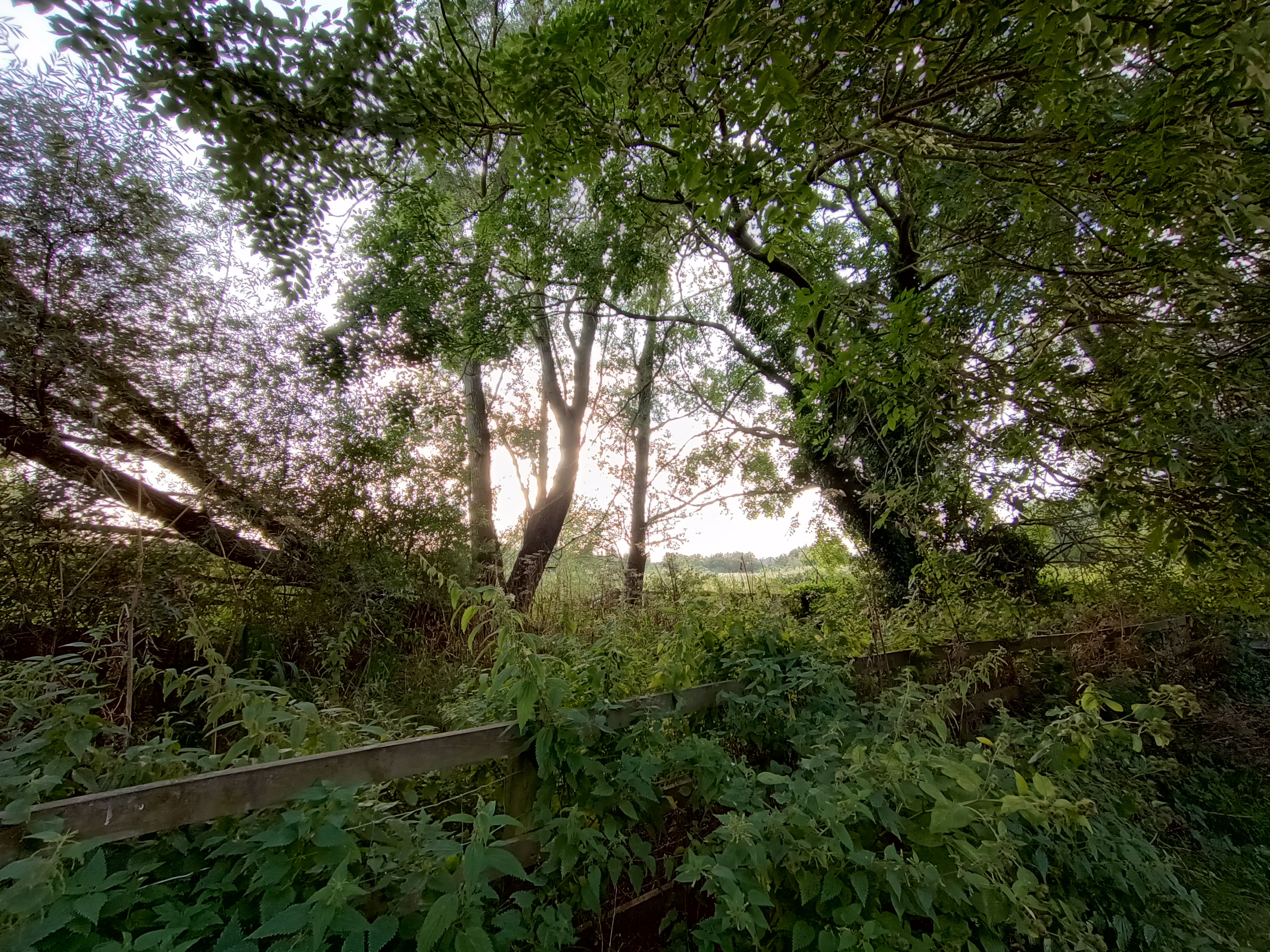 An ultra-wide photo of some trees taken by the Motorola Edge 20 Lite