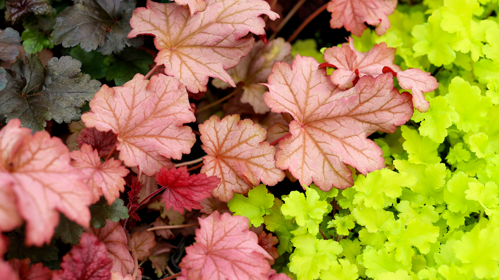 Heuchera Paprika Coral Bells in garden