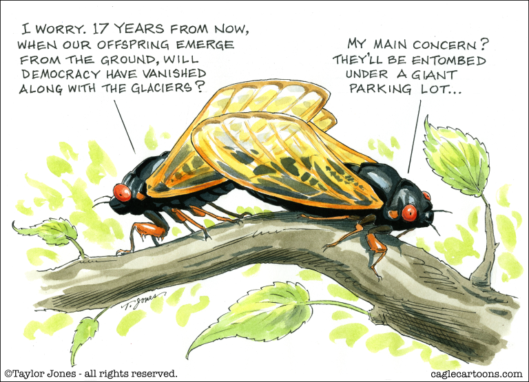 Cicada thoughts