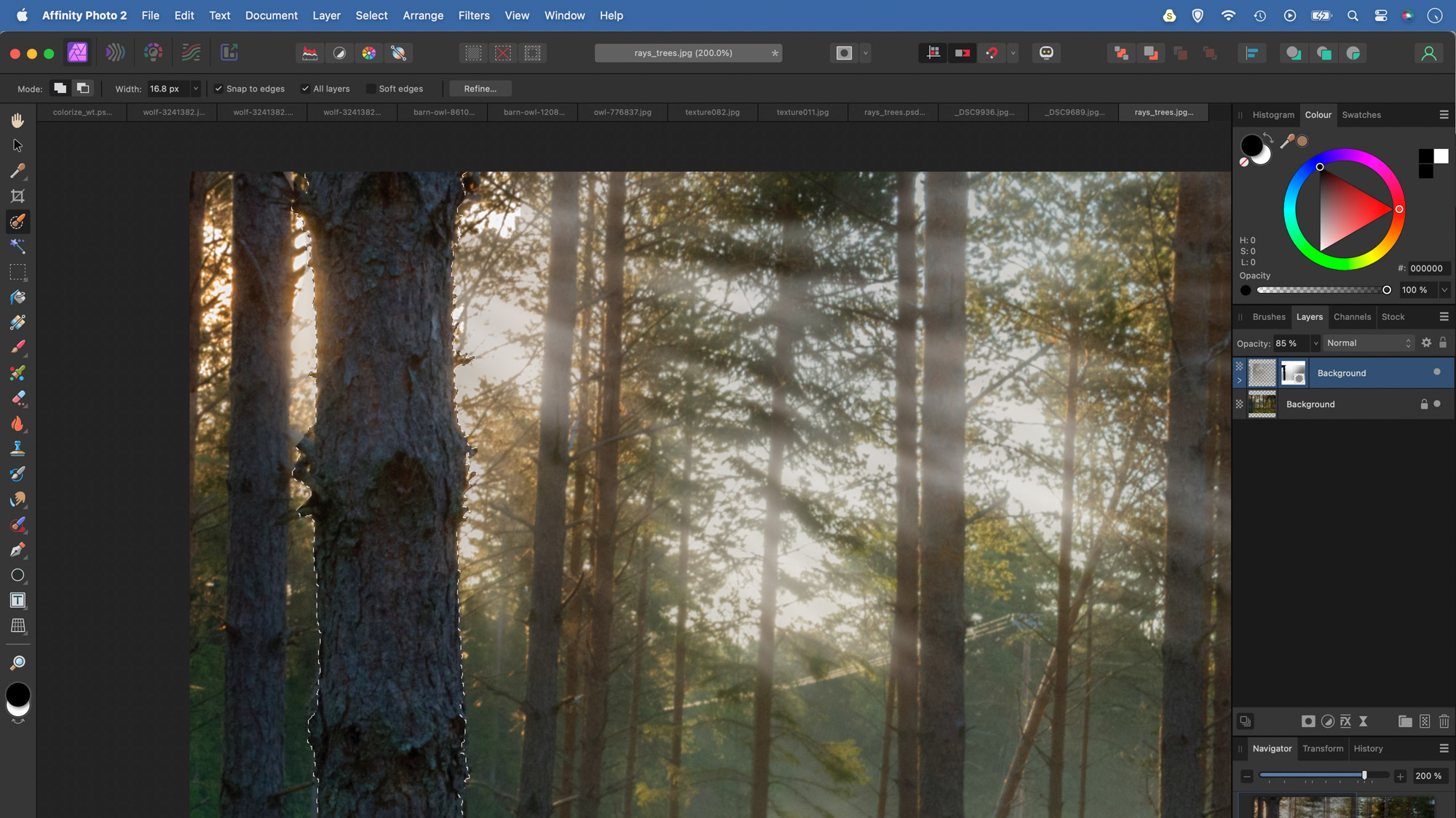 A person editing a forest scene in Affinity Photo adding light rays