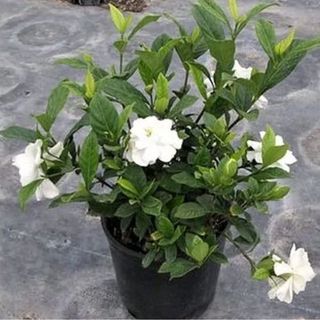 gardenia in pot