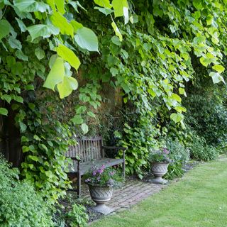A garden area with ivy and a wooden bench