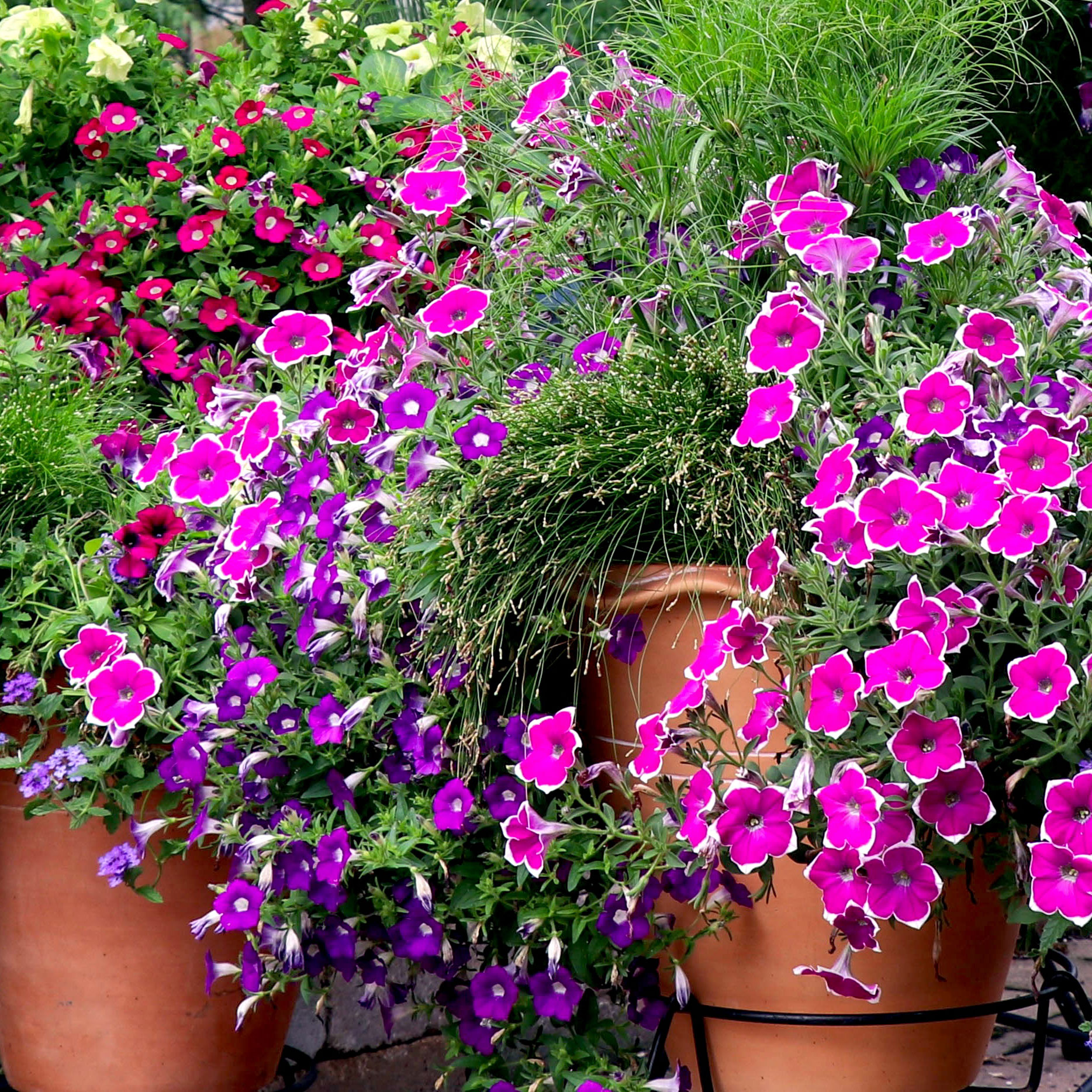 calibrachoa flowering in summer containers on patio