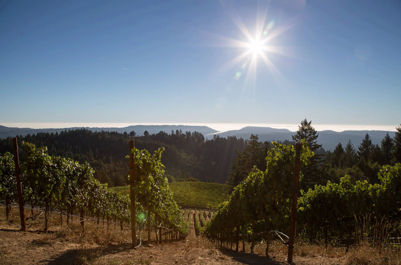 Signal Ridge Vineyard, Mendocino Ridge AVA