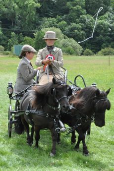 Enjoying showing as a break from driving trials ( Judi Reeve)