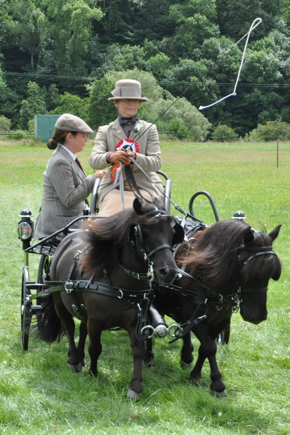 Enjoying showing as a break from driving trials ( Judi Reeve)
