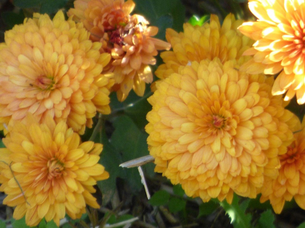 Yellow Chrysanthemums Flowers