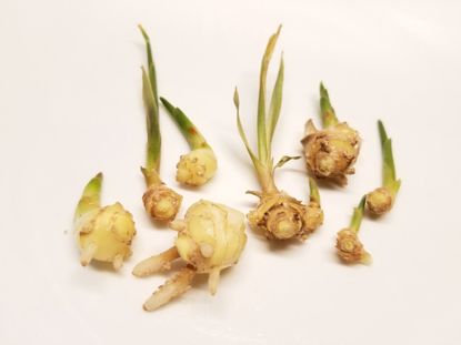 Ginger Sprouts