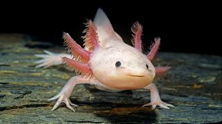 Axolotl