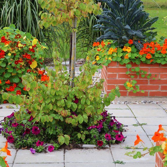 Edible Garden Plants That Look As Good As They Taste | Gardening Know How