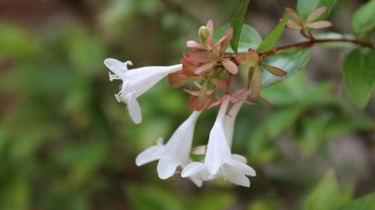 White trumpet flowers on an abelia shrub