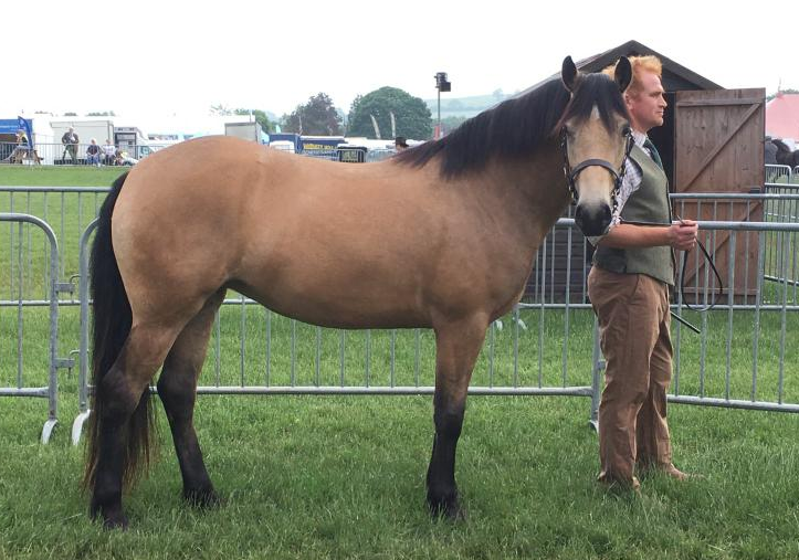 dun horses for sale