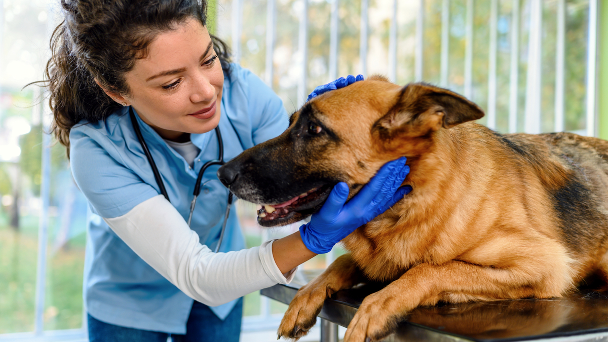 German shepherd being assessed by a female vet