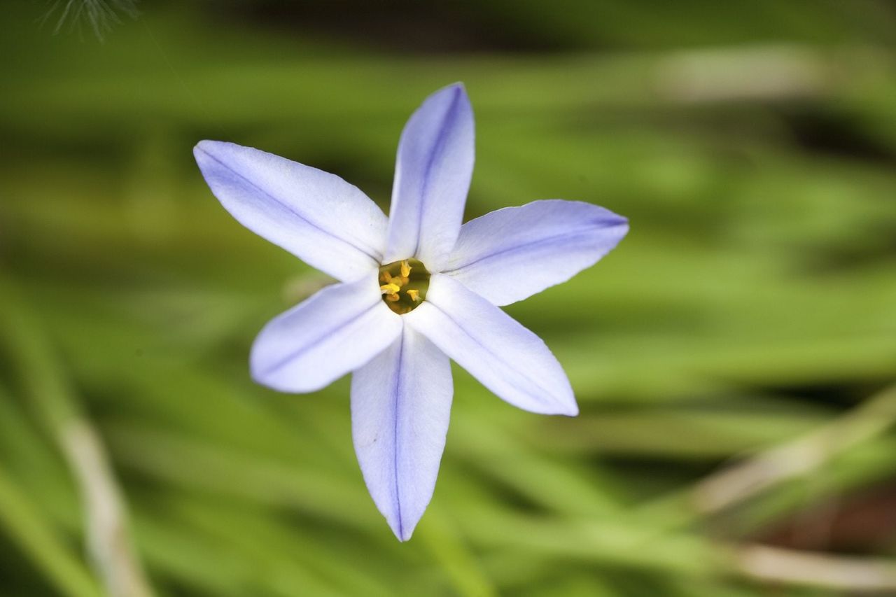 Single Spring Starflower