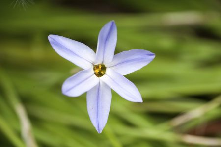 Single Spring Starflower