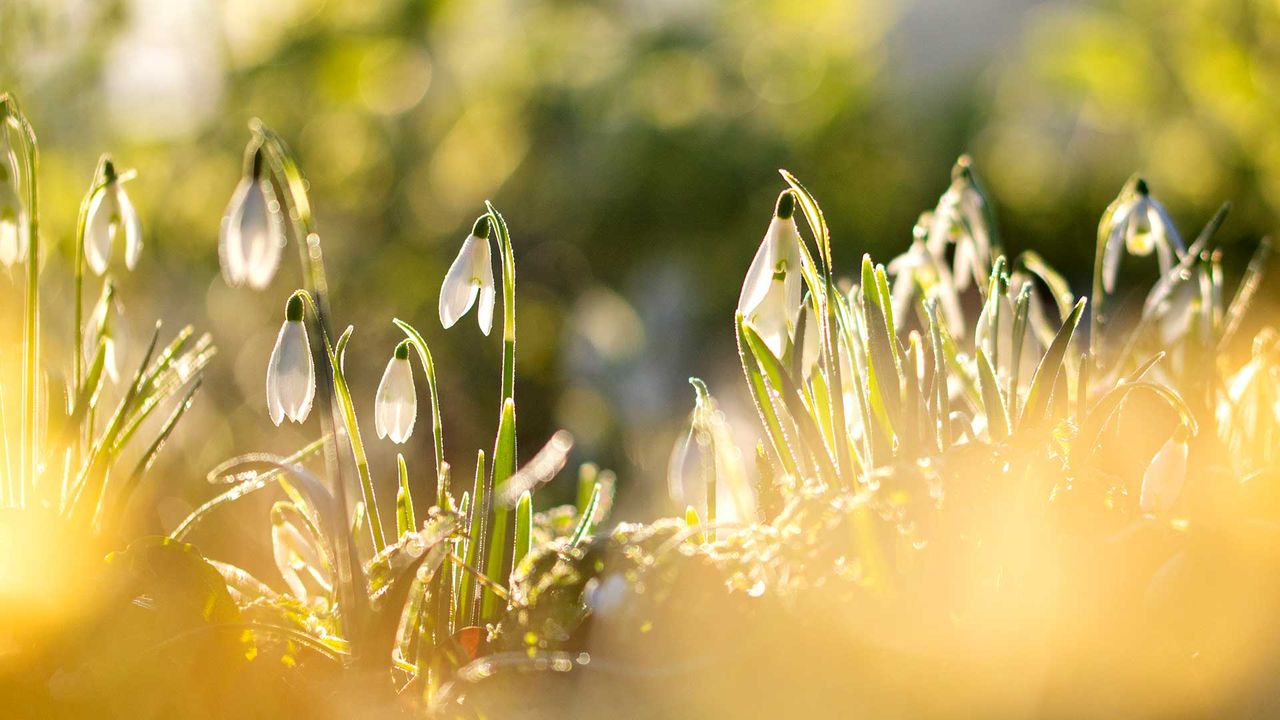 snowdrops in bloom – how to grow snowdrops