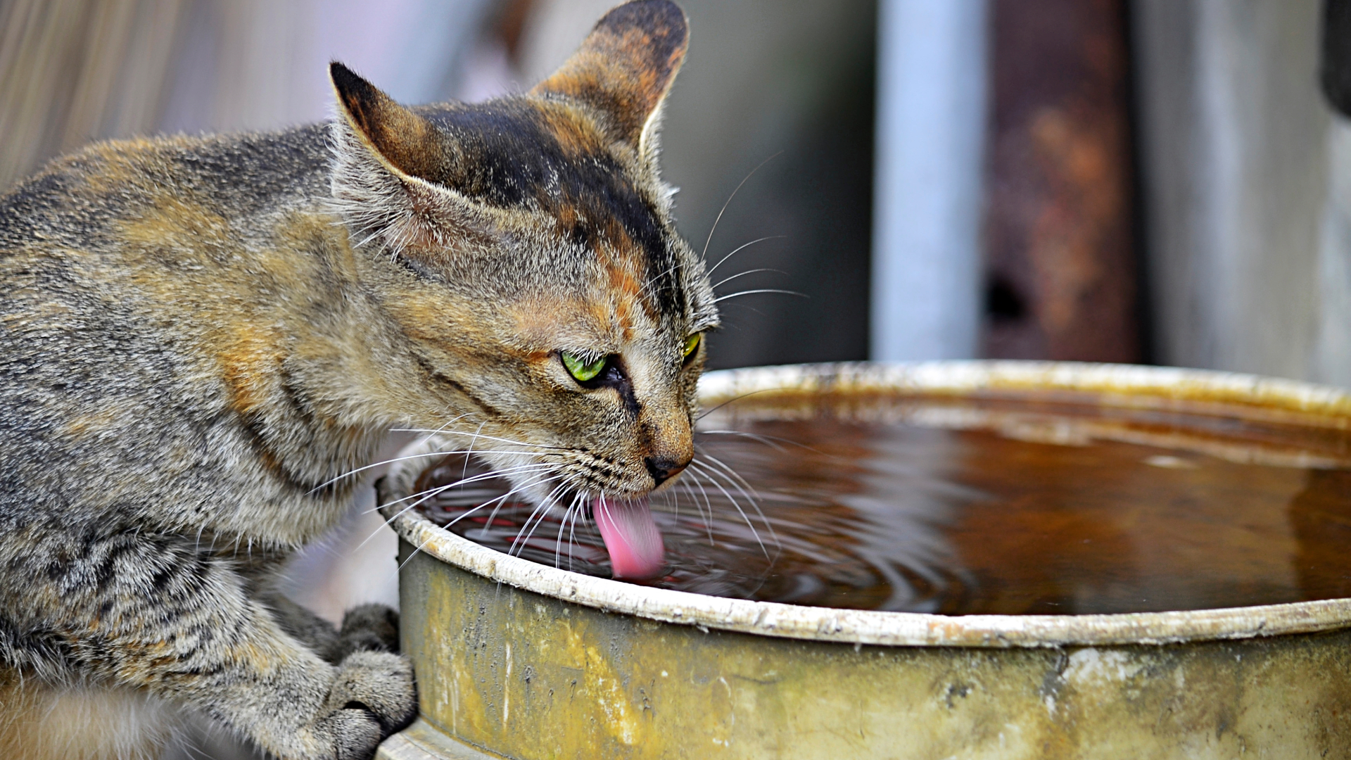 A cat drinking water
