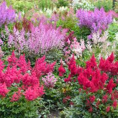 Astilbe variety Montgomery, Kvele, Mont Blanc in a shade garden border