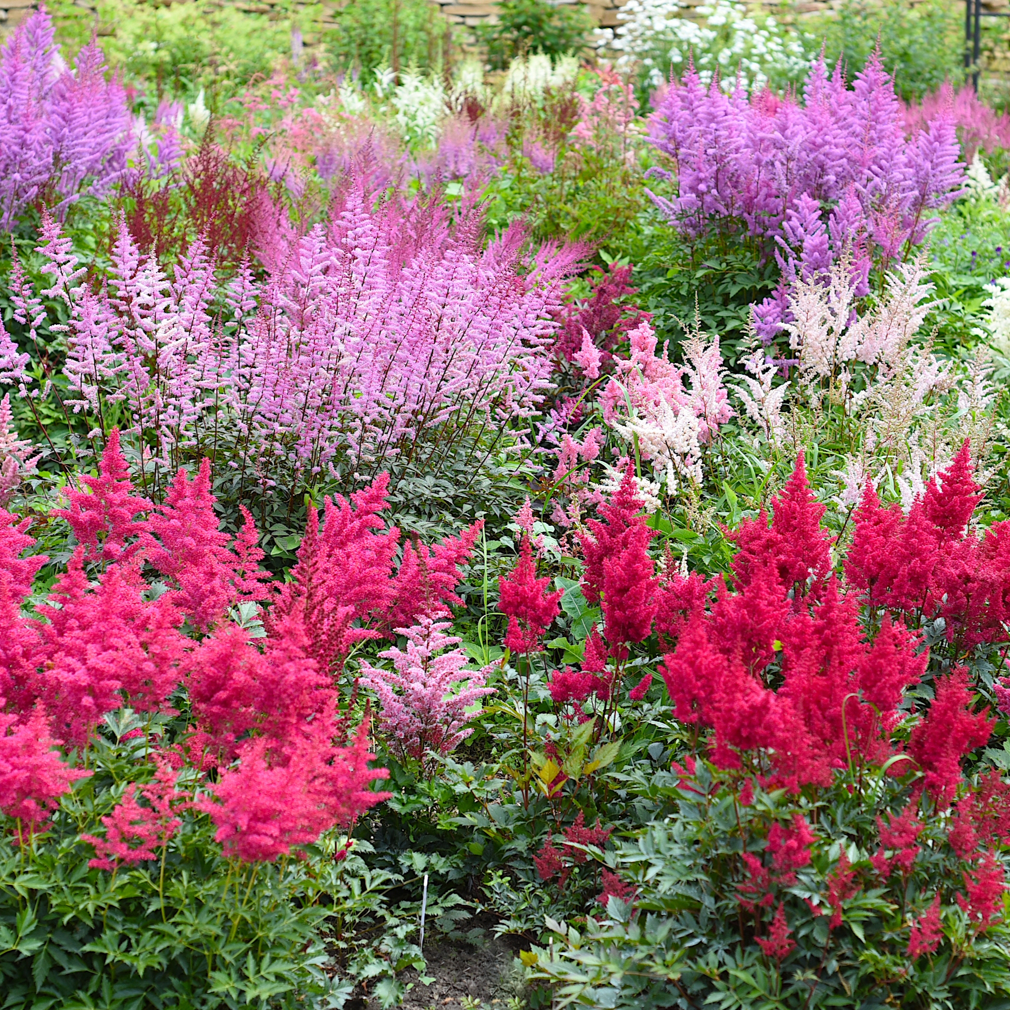 Astilbe variety Montgomery, Kvele, Mont Blanc in a shade garden border
