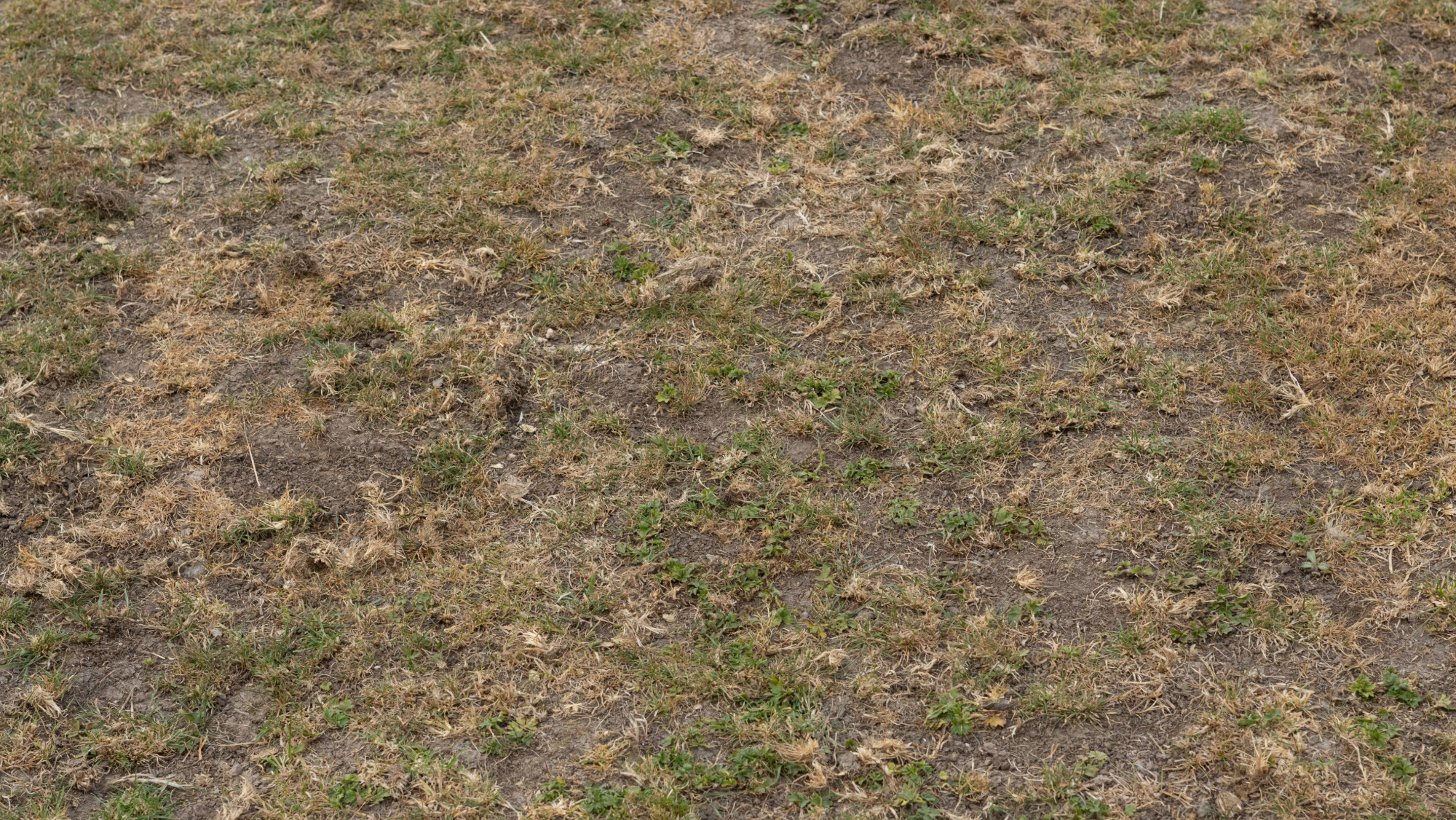an overgrazed patch of grass