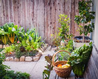 A side yard used as a vegetable garden
