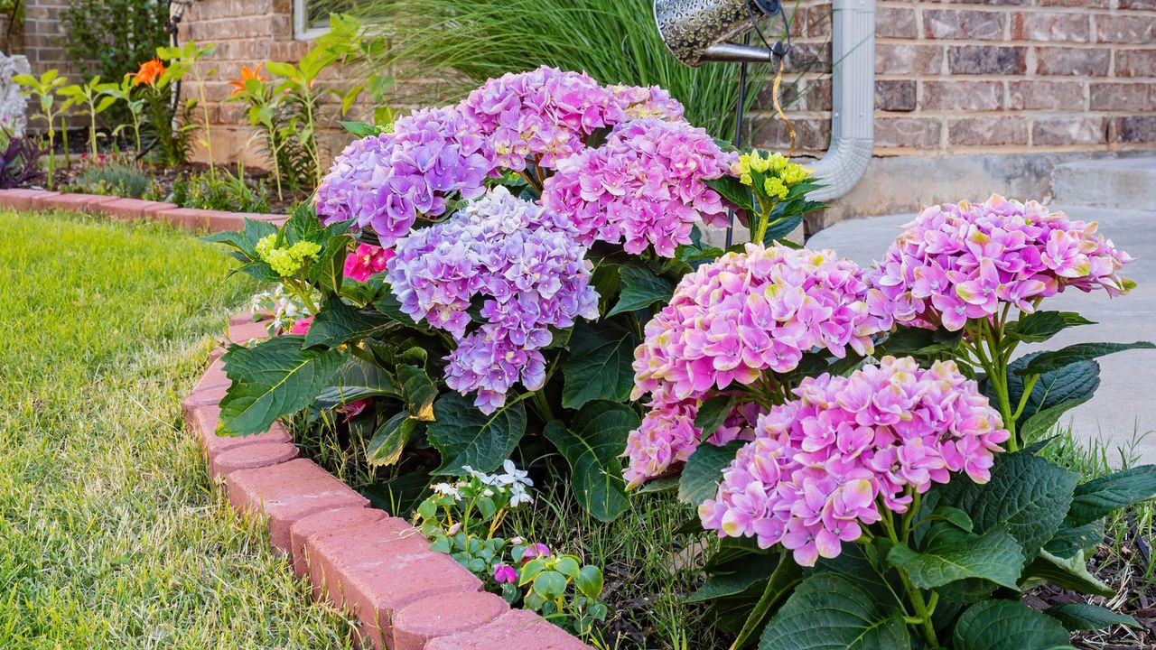 small hydrangea shrub in front yard