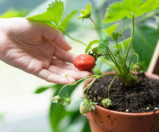 A hand holding a strawberry on a plant growing in a terracotta pot