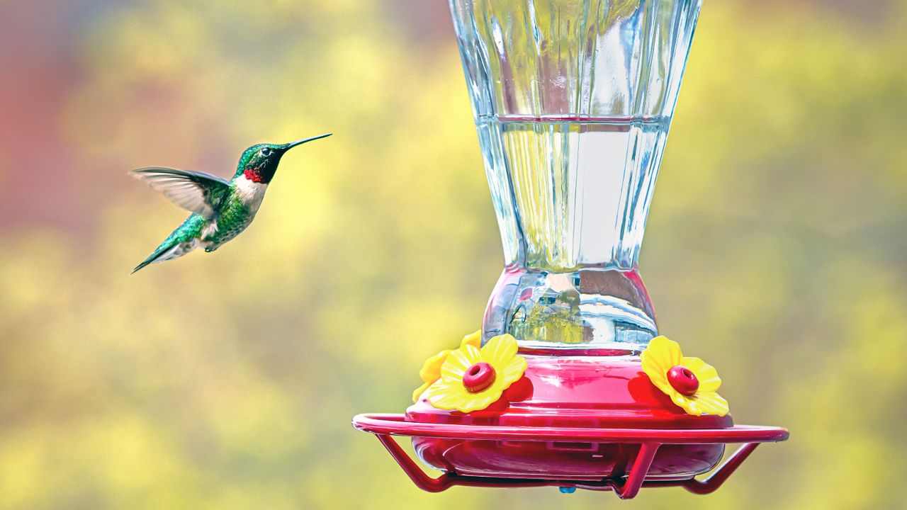 Hummingbird at a feeder