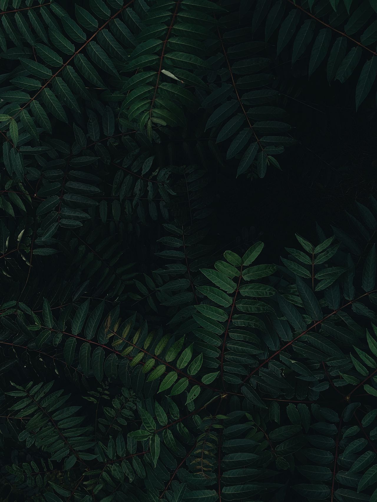 Photo of leaves on dark background for iPhone Photography Awards 2021