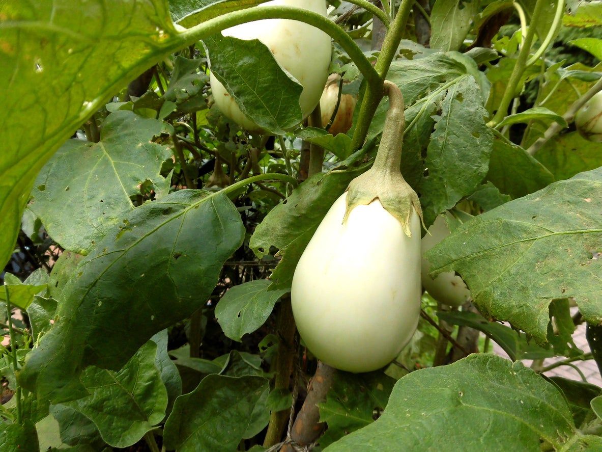 What Is A Clara Eggplant – Learn About Eggplant ‘Clara’ Care ...