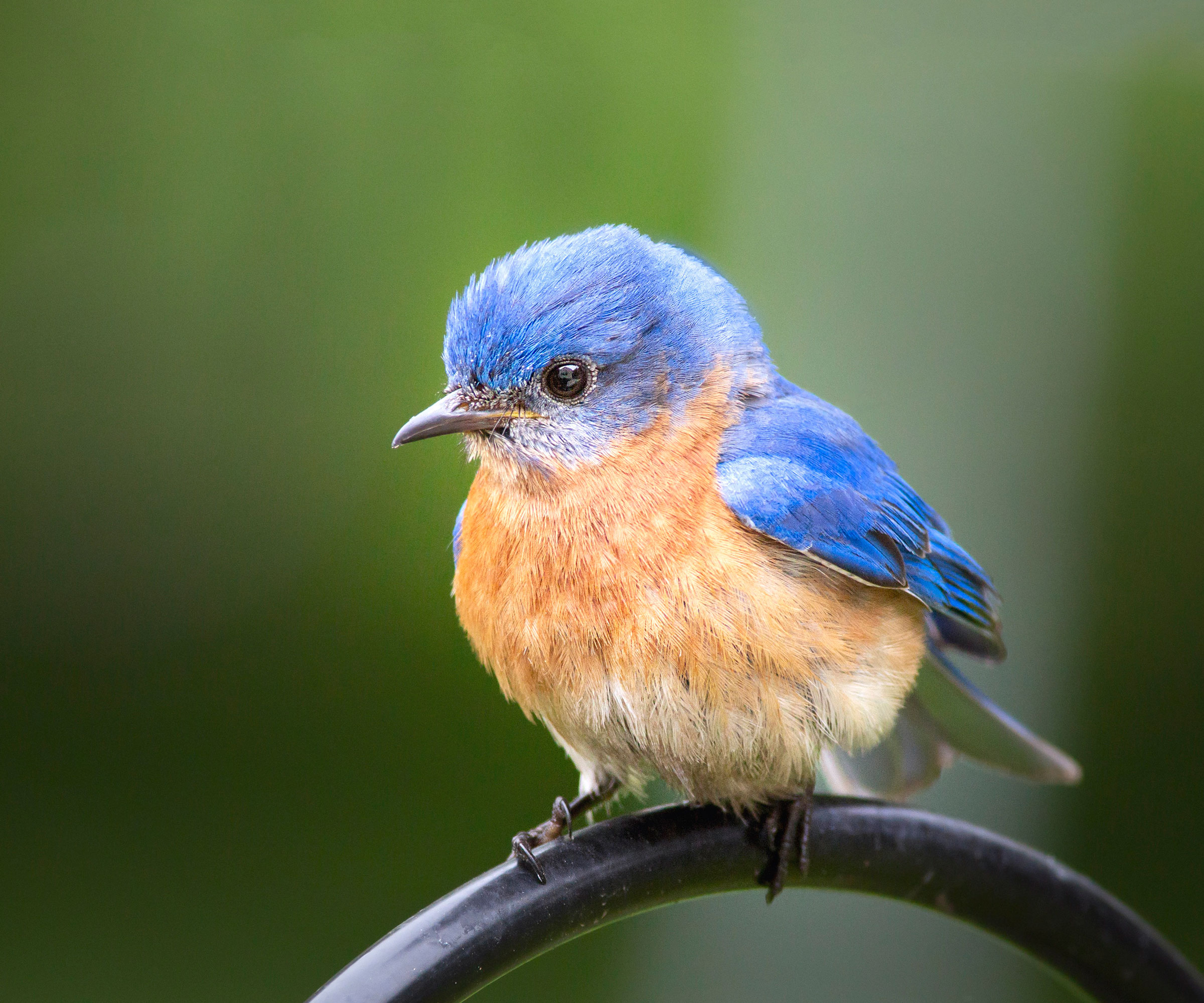 baby bluebird sitting on garden railing