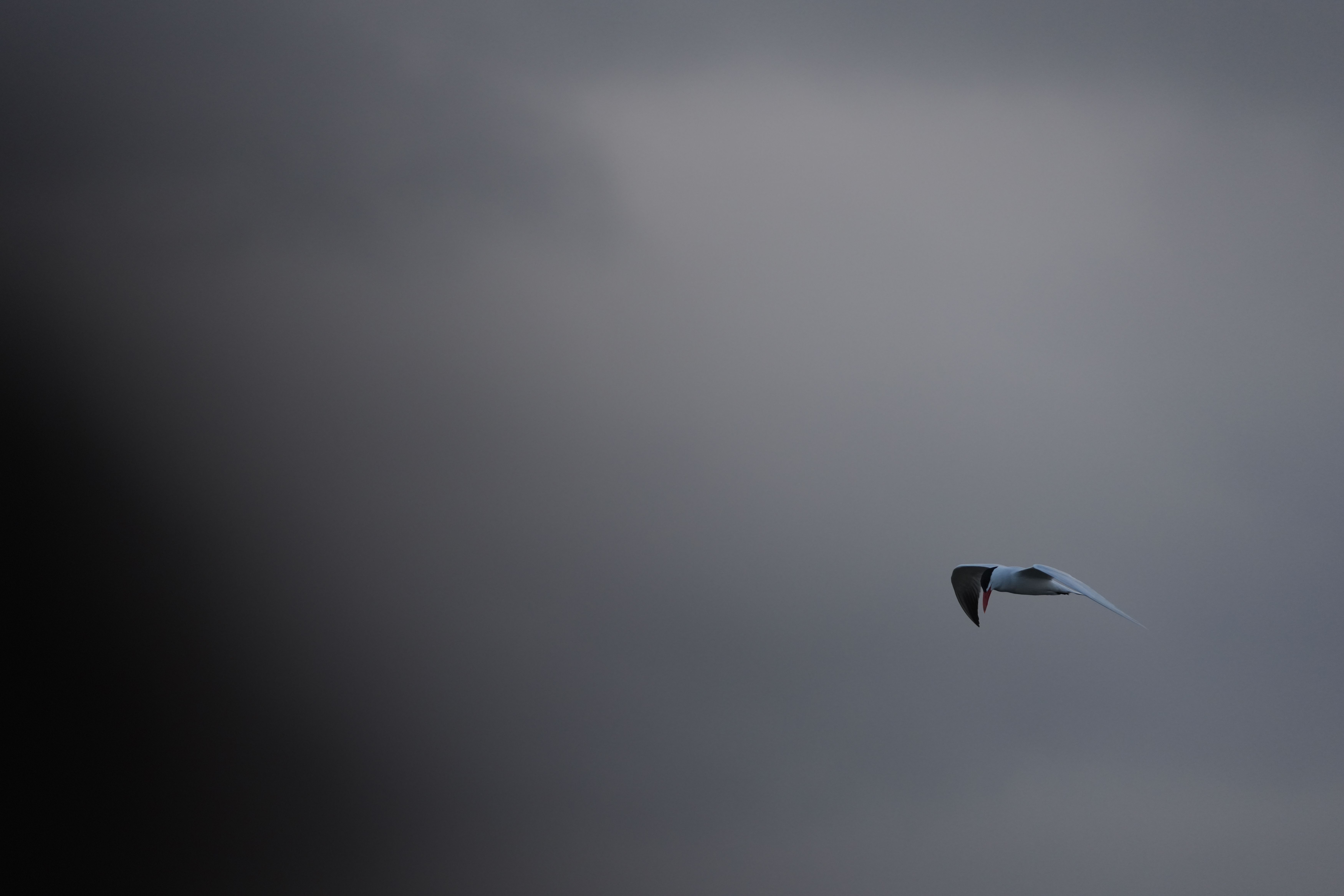 Wildlife images shot on the Sony A7R VI, unedited JPEG with slight resize to 7K pixels wide for web upload