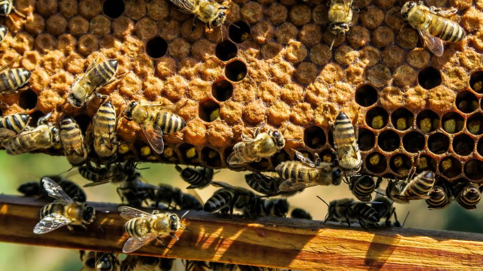 Tips for Bee Hive Frame Spacing