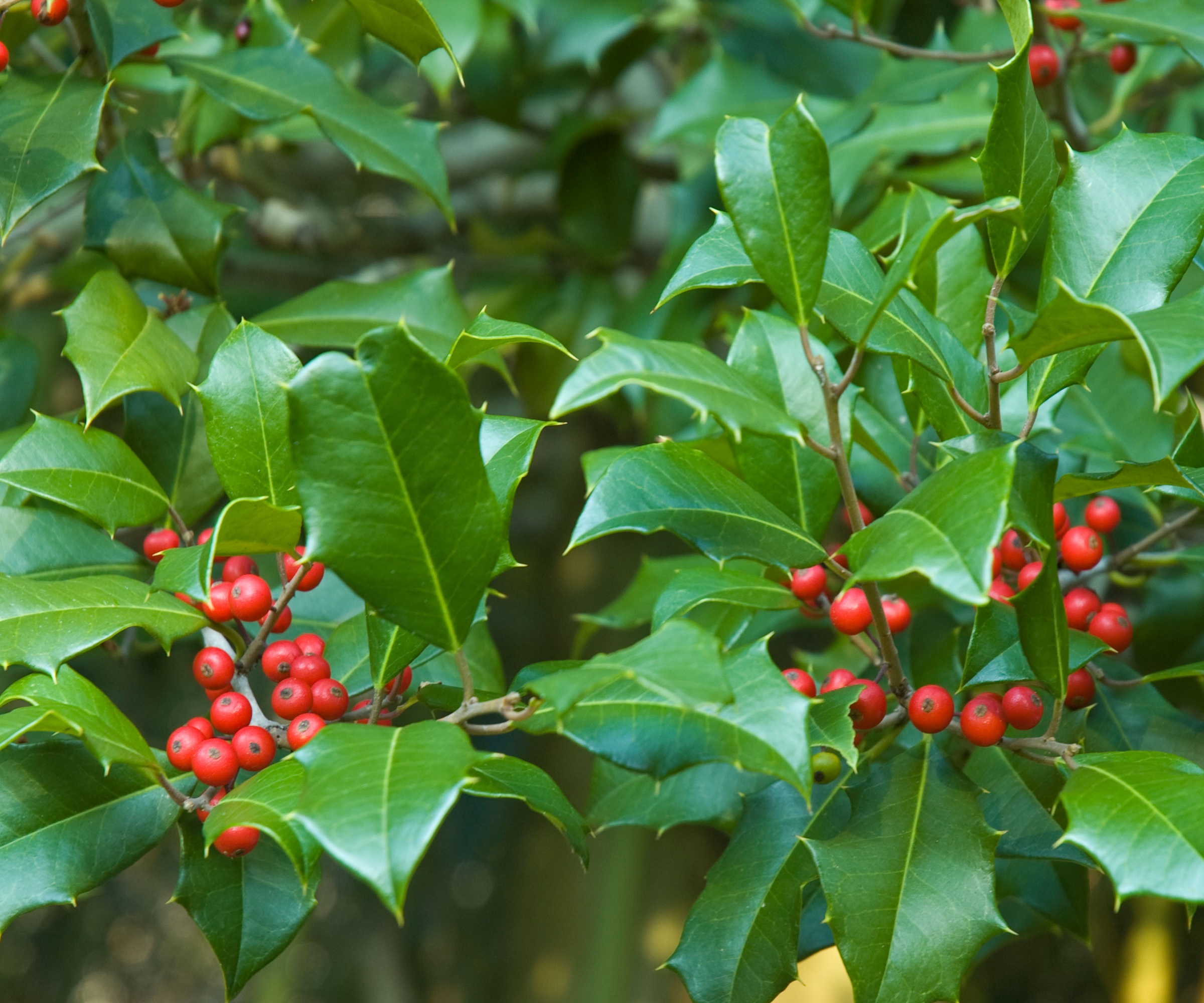 Holly
