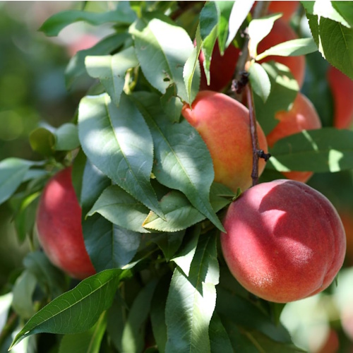 Amazon Florida Glo Peach Tree