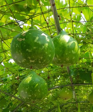 melons growing within a vertical cage structure