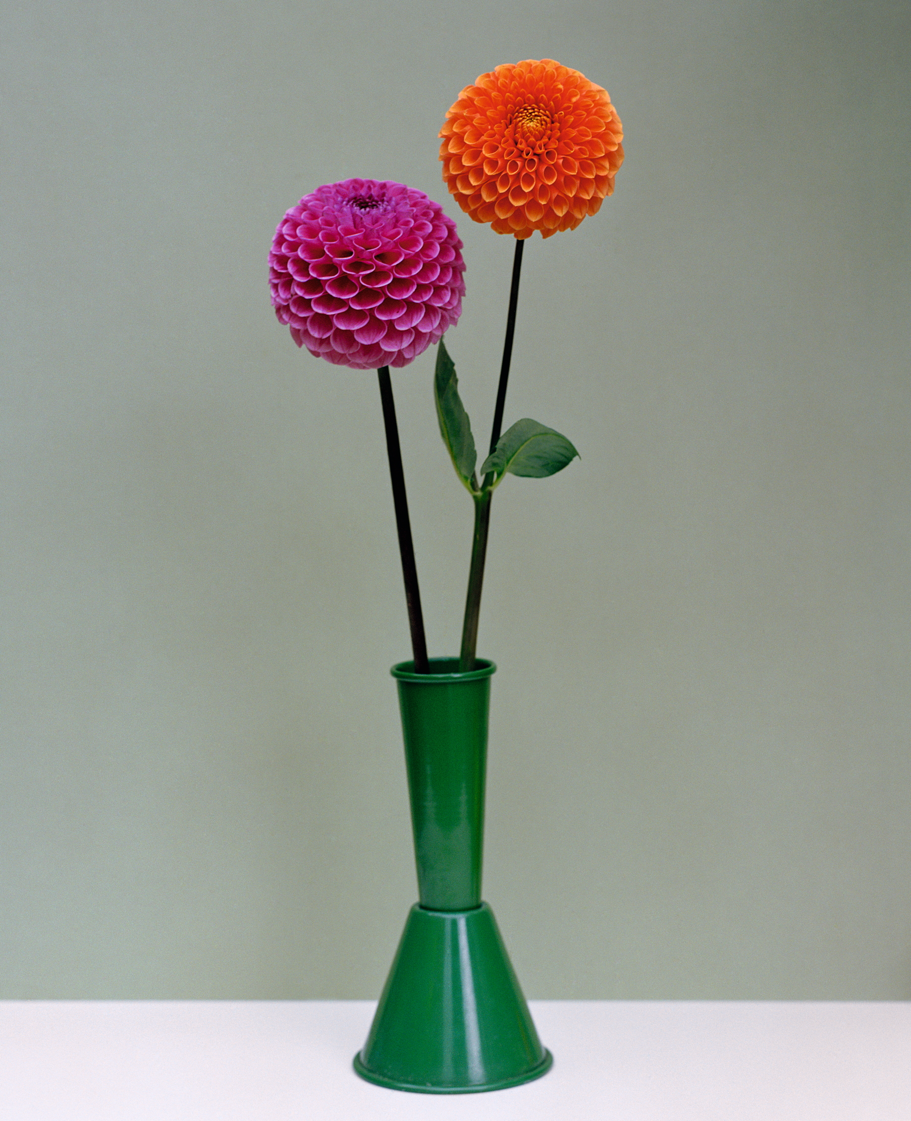A purple and orange pompom dahlia