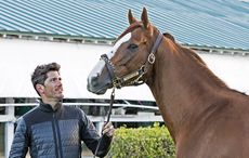 WebCalifornia-Chrome04.Nic-Roldan.1-23-17.Barbara-Livingston-photo.jpg
