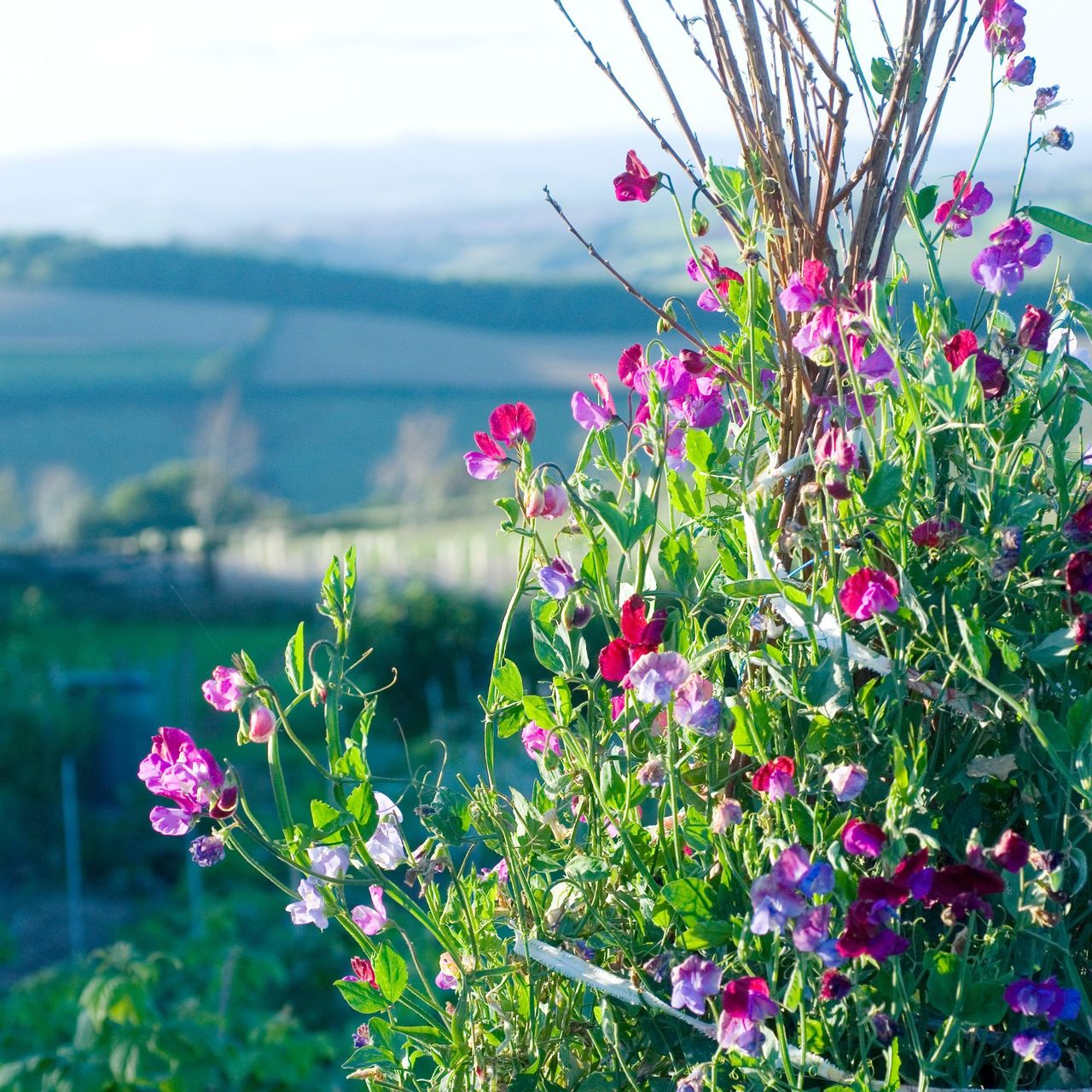 What to plant in February flowers, fruits and vegetables Ideal Home