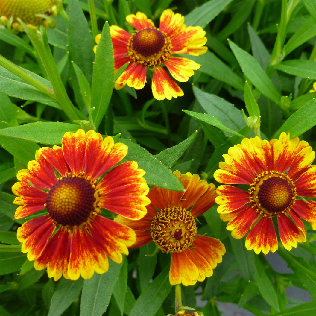 Salud&amp;trade; Embers Sneezeweed Plant