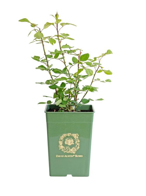 Rosa Gertrude Jekyll