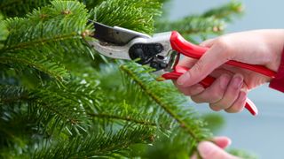 Person cutting branches off a real Christmas tree showing how to keep a Christmas tree alive for longer