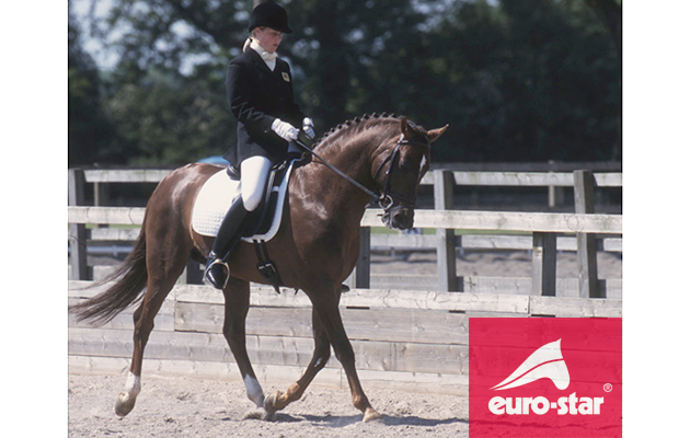 Flying Dream — He was a dressage pony we then bought young and I sold him on after a couple of years, he went on to do well back in Germany
