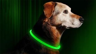 Dog wearing reflective collar
