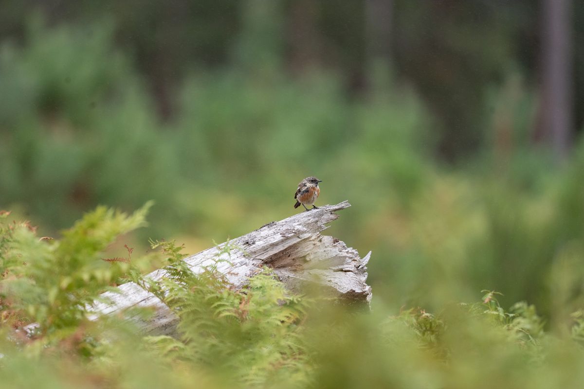 Telephoto image of a small bird on a fallen tree that emerging from ferns in a nature reserve