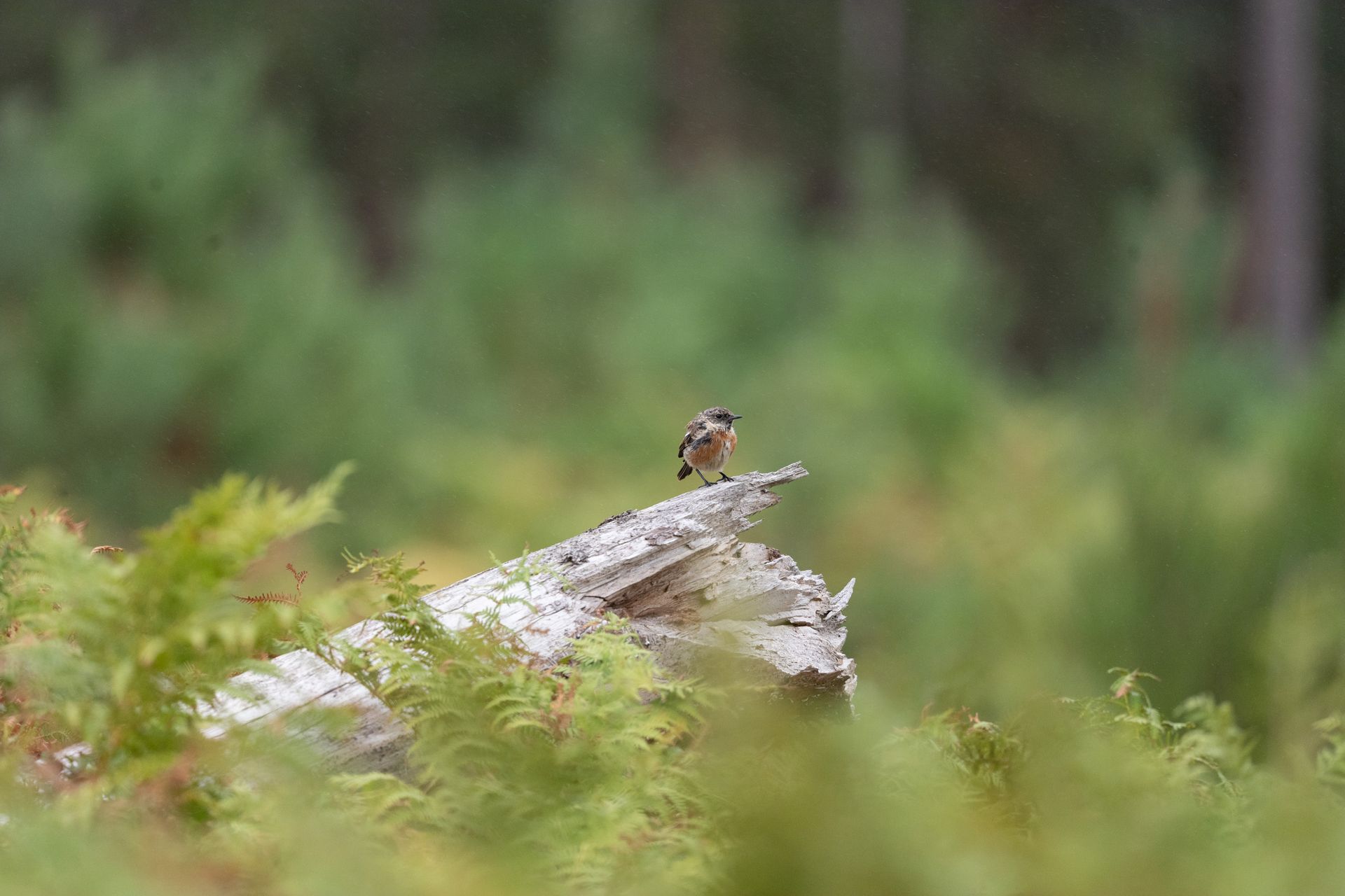 Telephoto image of a small bird on a fallen tree that emerging from ferns in a nature reserve