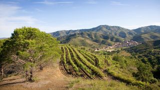 Priorat vineyard