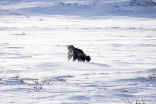 Scientists from the WCS Arctic Beringia program are studying wolverines' movements and diets, as well as the creatures' relationship with the spring snow, in which they den and raise their kits.