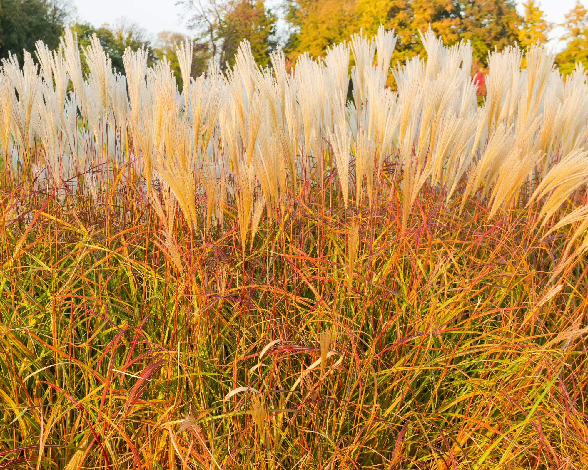 Maiden grass in fall