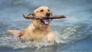 Dog in water with stick in mouth